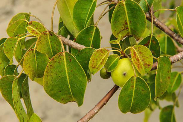 The deadly Manchineel Tree and apple fruit stock photo