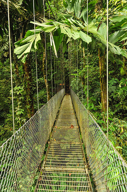 istock Empty hanging metal bridge in tropical forest 531363847