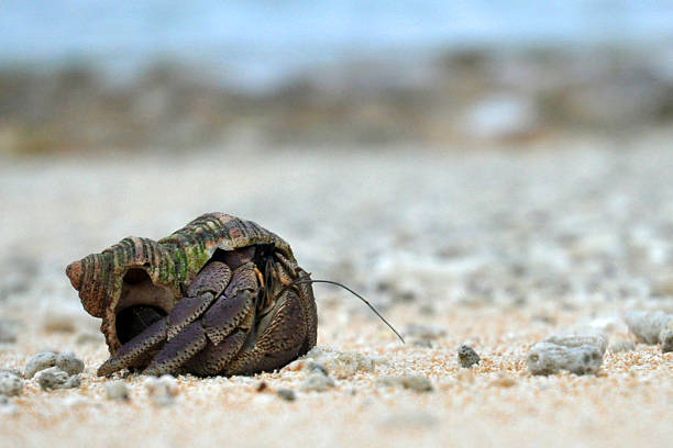 istock Close-up of one small Coconut Crab on a sandy beach 531364197