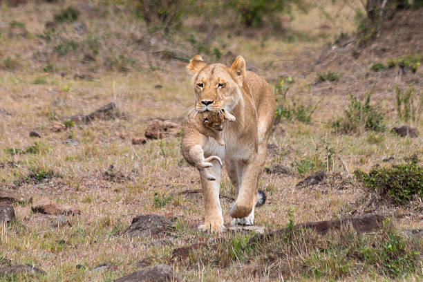istock Lioness and cub journey 531369885