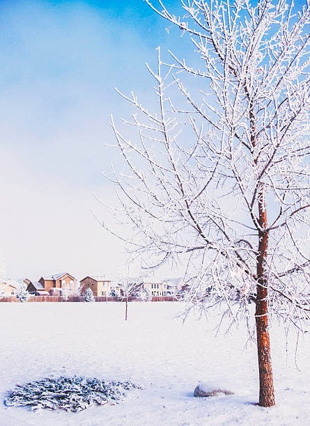 istock Picturesque snow storm with trees and homes 531371473