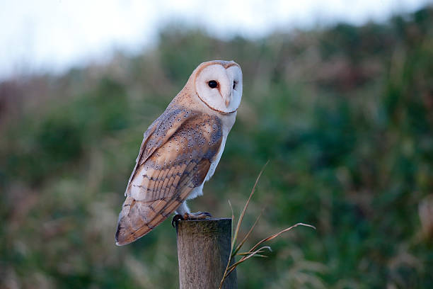 istock Barn owl, Tyto alba 531371683