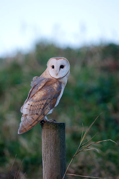 istock Barn owl, Tyto alba 531371687
