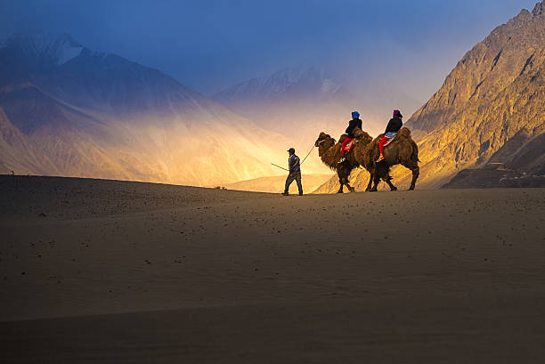safari in cammello di nubra valley, ladakh, india - camel india animal desert foto e immagini stock