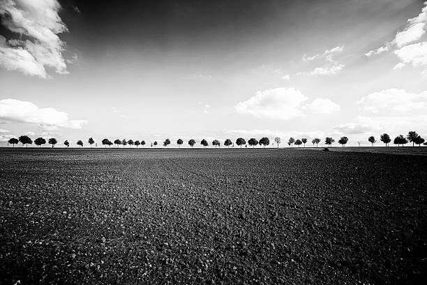 istock horizon of trees 531372709