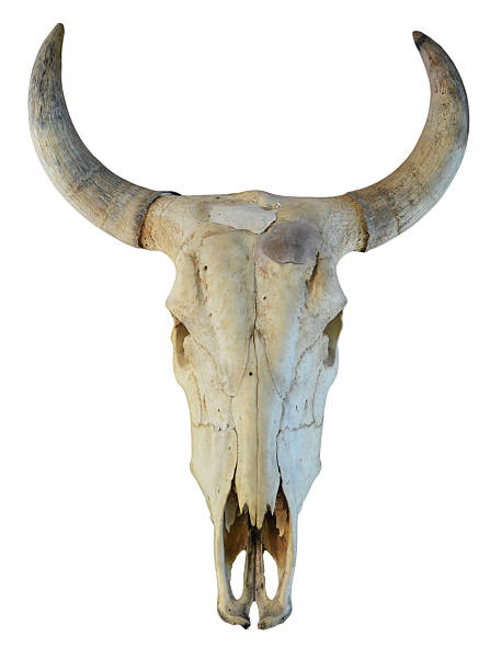 Cow head in cracked dried up ground of creek bottom.  Texas.