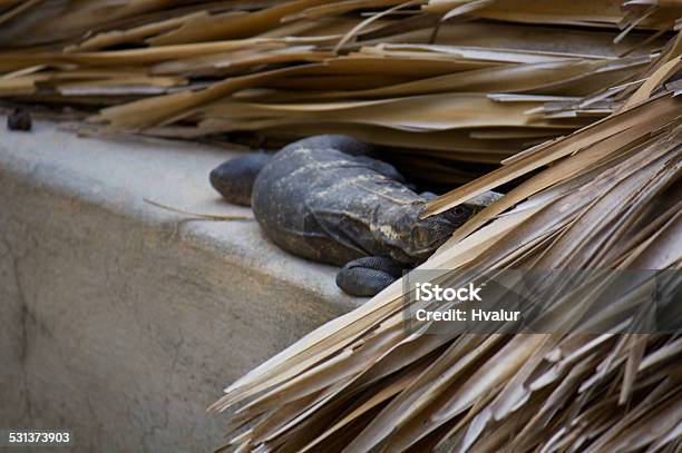 Iguana Living In The Roof Watching Puerto Escondido Mexico Stock Photo - Download Image Now