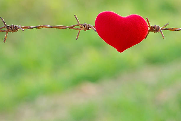 istock red heart and barbed wire. Love 531374873