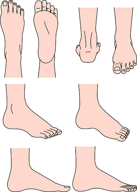 足の形 - human foot barefoot sole of foot human toe点のイラスト素材／クリップアート素材／マンガ素材／アイコン素材