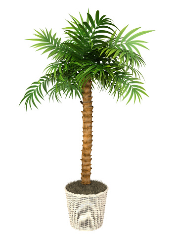 tropical plant in pot culture on white background,
