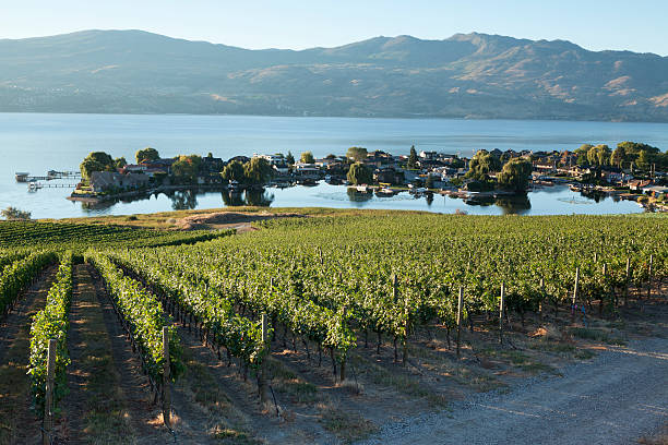 Kelowna Okanagan Lake VineYard British Columbia Vineyard in a row, just out side of Kelowna, Okanagan Lake, British columbia. kelowna-autumn stock pictures, royalty-free photos & images
