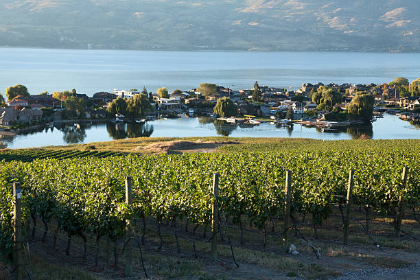 kelowna okanagan lakevine jardín - kelowna chardonnay grape vineyard grape fotografías e imágenes de stock