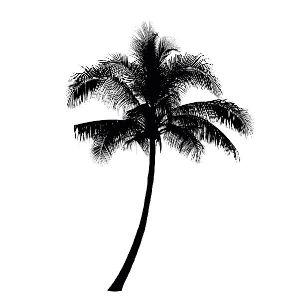Coconut palm tree silhouette, Vector vector art illustration