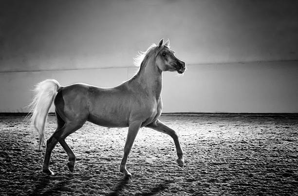 galloping 아라비아말-종마 in 샤이닝 단궤 - asil arabian horse 뉴스 사진 이미지