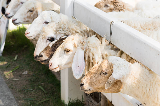 istock Many sheep are waiting for feeding 531382949