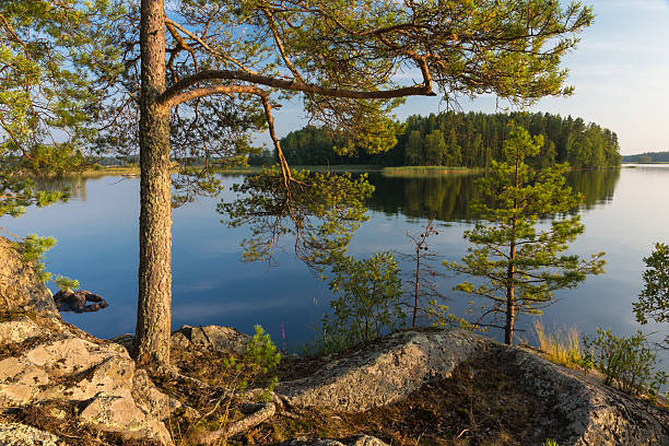 Pine Tree by the Lake Pine tree by the Lake Saimaa in Finland. saimaa stock pictures, royalty-free photos & images