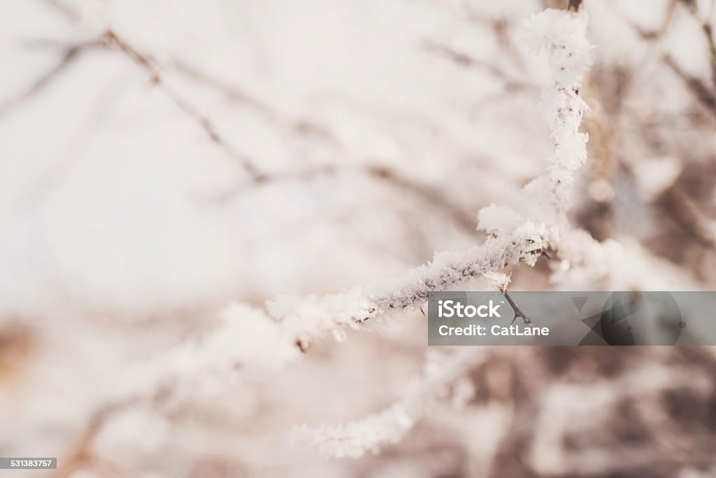 Delicate plant branches covered in hoar frost during snow storm 2015 Stock Photo