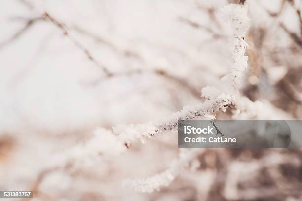 Delicate Plant Branches Covered In Hoar Frost During Snow Storm Stock Photo - Download Image Now