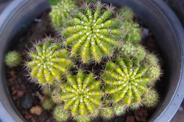 Potted cactus stock photo