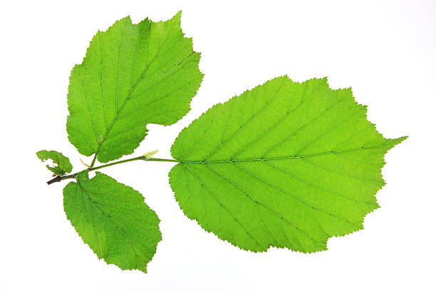 istock Little twig of the hazel tree 531385137