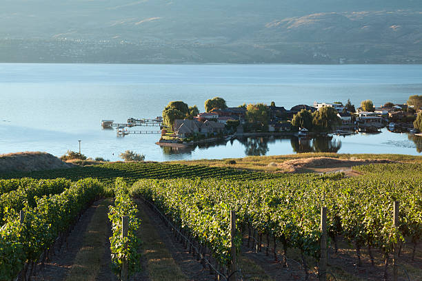kelowna okanagan kolumbii brytyjskiej jezioro winnica - kelowna chardonnay grape vineyard grape zdjęcia i obrazy z banku zdjęć