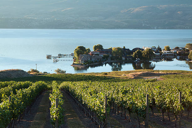 vinha kelowna lago okanagan, na colúmbia britânica - kelowna chardonnay grape vineyard grape imagens e fotografias de stock