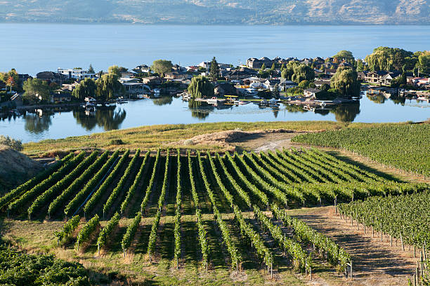 lago okanagan kelowna vineyard columbia británica - kelowna chardonnay grape vineyard grape fotografías e imágenes de stock