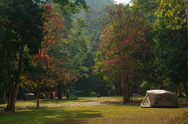 istock camping in the jungle park 531387287