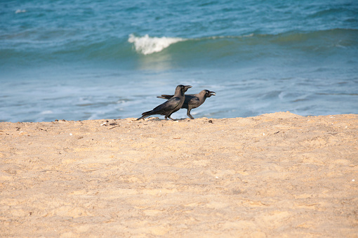 Crows feeding at the beach in Arugam Bay, Sri Lanka