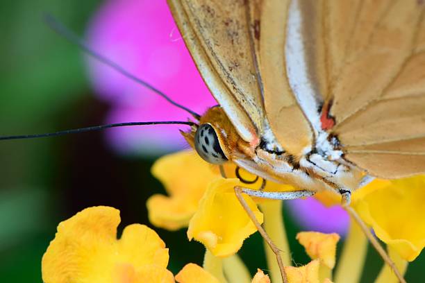 istock Butterfly 2016-48 531394092