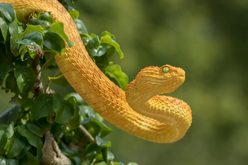 Adult brown house snake (Boaedon capensis) in a defensive striking pose