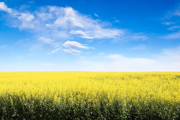 Rows of yellow canola field in Alberta against a blue sky with copy space.