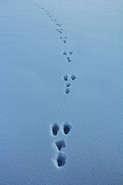 istock tracks in the snow 531397969