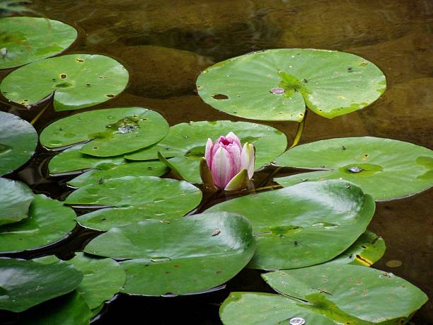 istock Pink Lotus Flower and Lily Pads 531398186