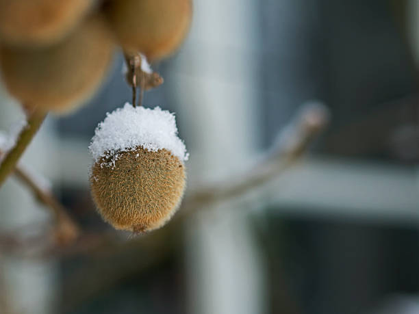 chá de kiwi, kleinfruchtige kiwi (actinidia arguta) - actinidia - fotografias e filmes do acervo