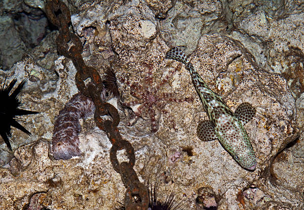 istock Graeffe's sea cucumber and Greasy grouper 531398391