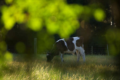 cow with bokeh