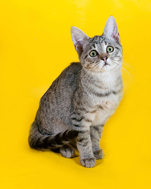 istock Striped kitten sitting on yellow 531400071