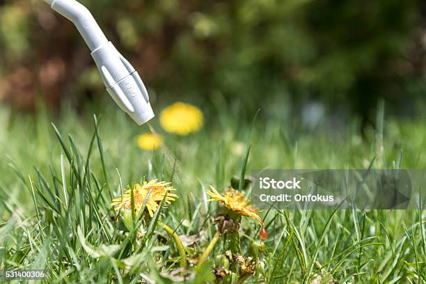 Sprühen Herbizid Auf Löwenzahn Stockfoto und mehr Bilder von Herbizid - Herbizid, Wildpflanze, Sprühen