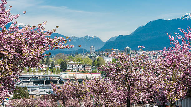 chery blossom with city views
