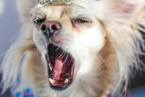 istock speaking chihuahua wearing a crown 531400831