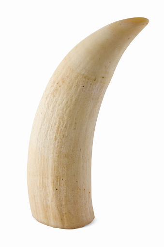 Antique ivory, most likely a Seal tooth or Walrus tusk on a white background.