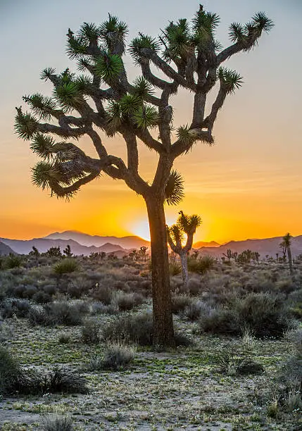 Photo of Joshua Trees