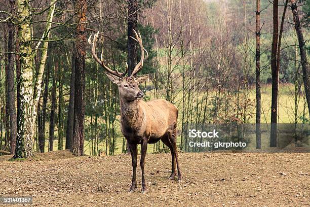 Powerful Adult Male Red Deer Stag On Meadow Stock Photo - Download Image  Now - 2015, Animal, Animal Wildlife - iStock