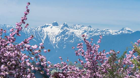 cherry blossom and mountain views ,Vancouver,BC Canada
