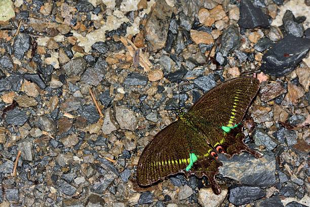 istock Taiwan Glass Cuise phoenix butterfly 531402548