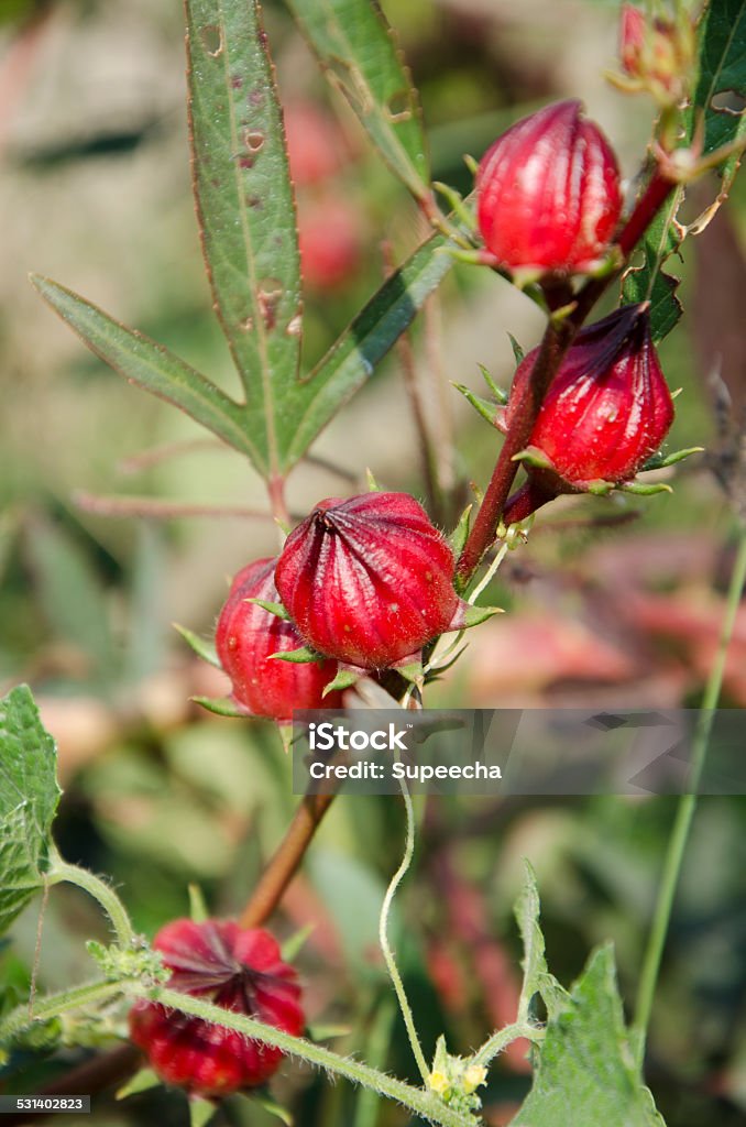 Roselle flowers in the garden 2015 Stock Photo