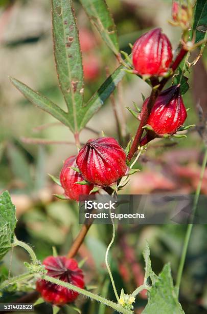 Roselle Flowers In The Garden Stock Photo - Download Image Now - 2015, Animal, Backgrounds