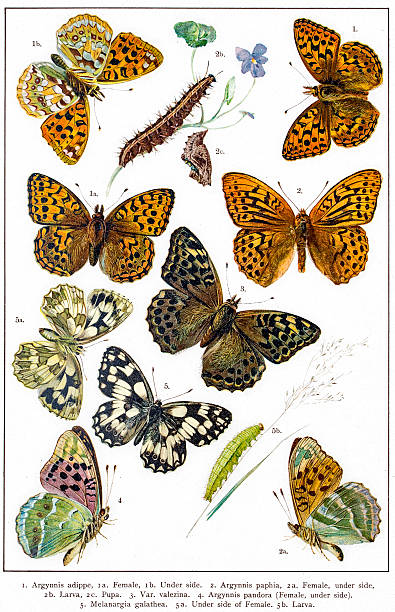 fritillaries i marmurowa białe motyle europy - fritillary butterfly butterfly insect lepidoptera stock illustrations