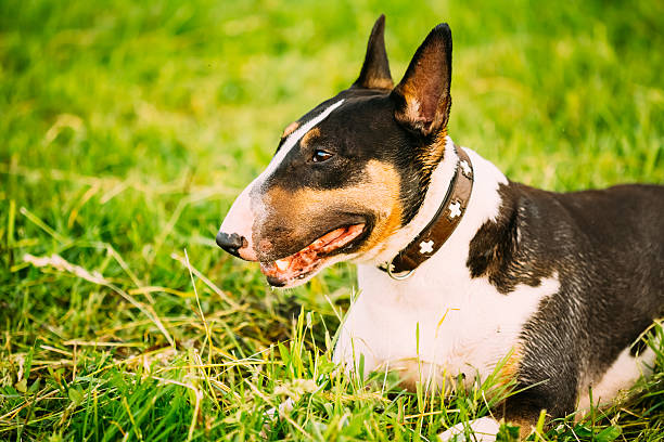 istock Close Pets Bull Terrier Dog Portrait At Green Grass 531403155
